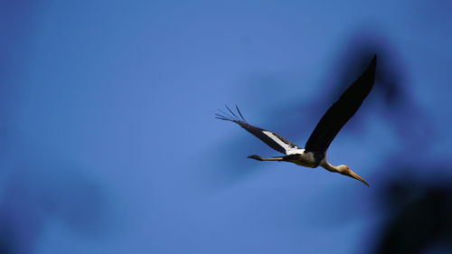 Low angle view of bird flying against blue sky