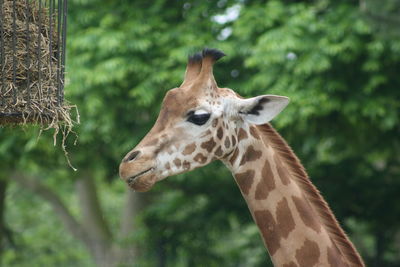 Close-up of giraffe in forest