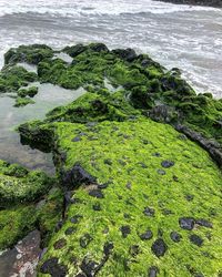 Moss growing on rock in sea