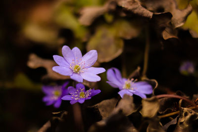 Close-up of purple flowering plant