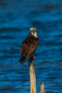 Bird perching on wooden post