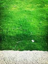 Trees on grassy field