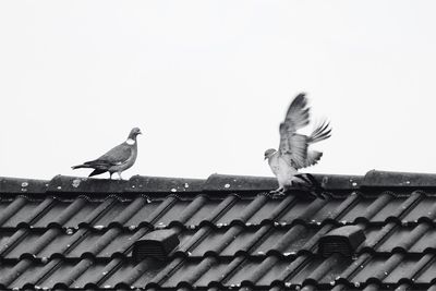  view of birds perching on roof