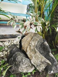 Close-up of rocks against trees