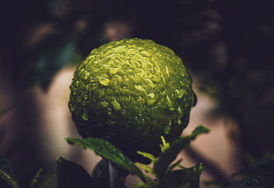 Close-up of fruit growing on plant