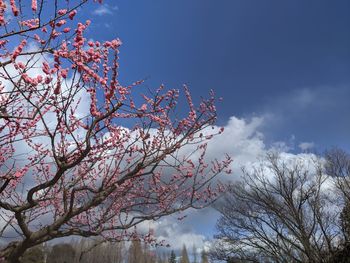 Low angle view of cherry blossoms against sky