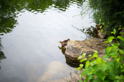 High angle view of a bird in lake