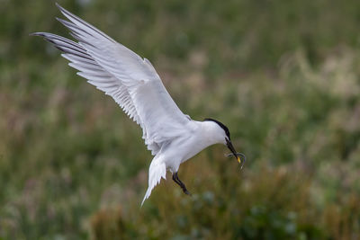 Seagull flying