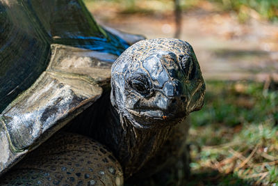 Close-up of turtle