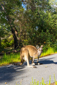 Side view of an animal