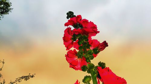 Low angle view of red rose blooming against sky