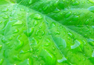 Full frame shot of wet leaves