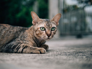 Close-up portrait of a cat