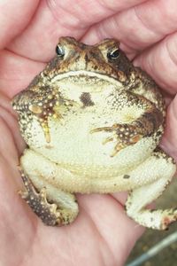 Midsection of person holding leaf