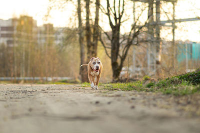 Portrait of dog running on field