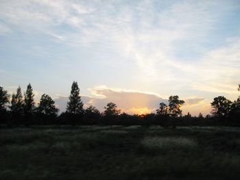 Silhouette of trees on field at sunset