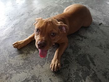 High angle portrait of dog relaxing on floor