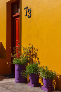 Potted plant on wall