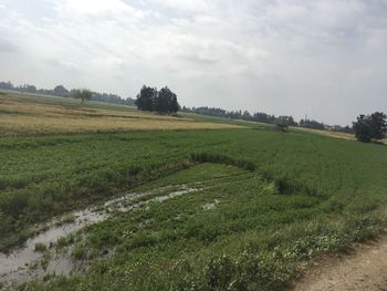 Scenic view of agricultural field against sky