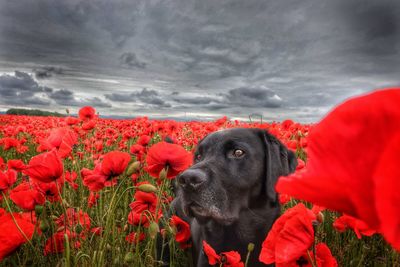 Close-up of a dog on field