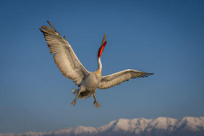 Low angle view of bird flying against sky