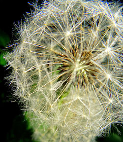 Close-up of dandelion on plant