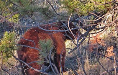 Close-up of horse on tree