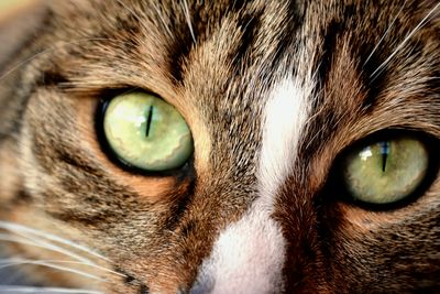 Close-up portrait of cat