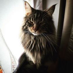 Cat resting on bed