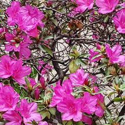 Close-up of pink flowers