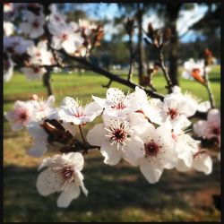 Close-up of pink flowers blooming on tree