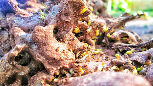Close-up of lizard on plant