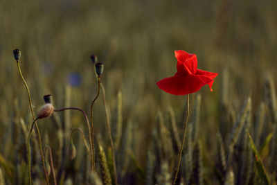 Close-up of red poppy flowers on field