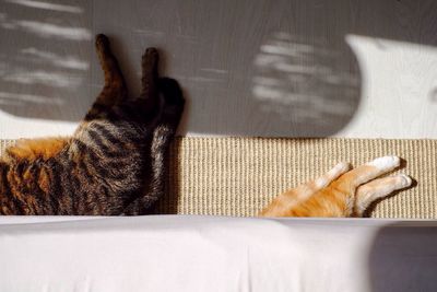 Close-up of cat sitting on bed