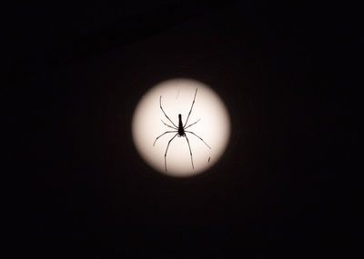 Low angle view of spider on black background