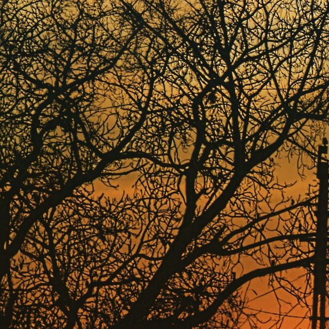 branch, sunset, silhouette, bare tree, tree, orange color, low angle view, tranquility, beauty in nature, nature, sky, scenics, yellow, no people, tranquil scene, outdoors, growth, idyllic, backgrounds, dusk