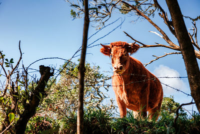 Low angle view of giraffe