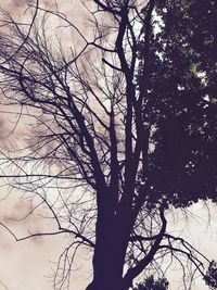 Low angle view of bare trees against sky