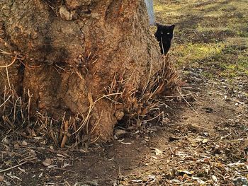 Portrait of black cat behind tree on field