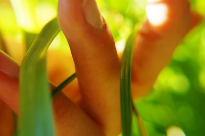 Close-up of hand holding plant