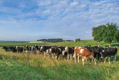 Cows on field