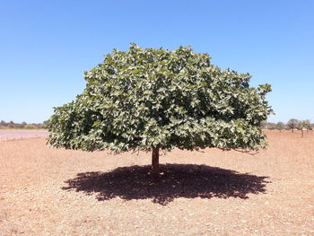 Tree against clear sky