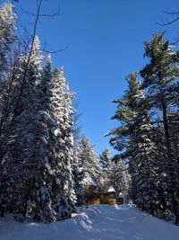 Trees against clear blue sky during winter