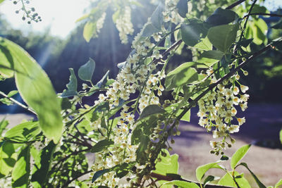 Close-up of flowering plant