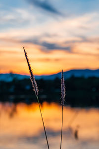 Close-up of silhouette plant on field against orange sky