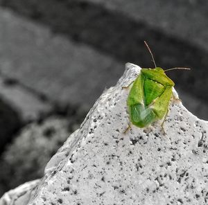 Close-up of grasshopper