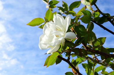 Close-up of white flowers blooming on tree against sky