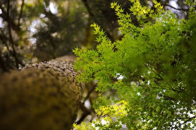 Low angle view of tree growing outdoors