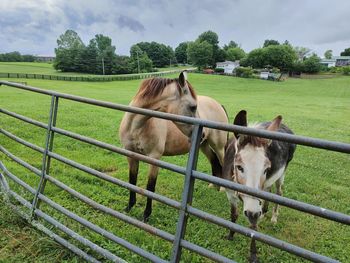 Horse and donkey are best friends standing in the field at the fence gate