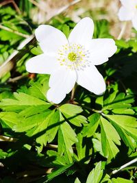 Close-up of white flower blooming outdoors